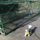 鳥っちの災難。の事。