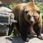 【衝撃】ヒグマ、ついに"武"を修得する