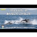 【更新】「カマイルカ」のあんなこと こんなこと