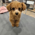 ペットショップ ワンラブ カインズ鳥取店 スタッフブログ