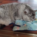 ねことの暮らしで命の大切さを学ぶ？