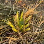 ノストラダムス予言研究家　ザール隊長