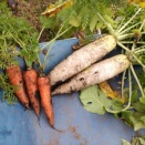 冬野菜が更に美味しくなります。