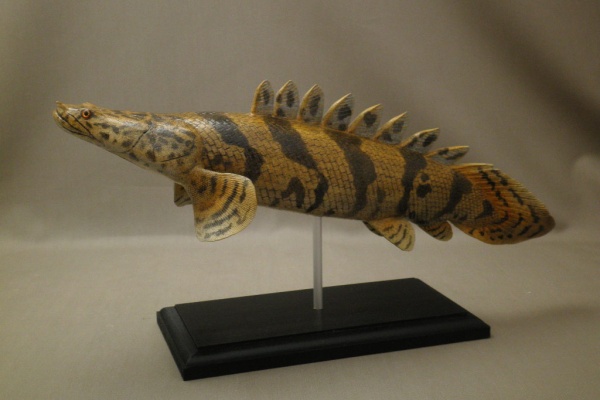 美品　34cmポリプテルス　フィギュア　レプリカ　fish craft REAL ハンドメイド 34cm ポリプテルス エンドリケリー 魚模型 フィギュア