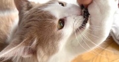 猫と遊ぶというより猫が遊んでくれている！？