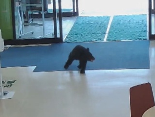 【悲報】クマ、村役場の正面自動ドアから侵入