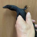 メラニ、ペアー入荷してます