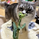 春の定期便とウォーキング