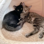 うちのとらまる