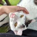 猫…増えそ…う…