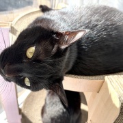 【猫写真】タワーの上が気になるスミちゃん