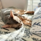 家の中の木陰でゆるっと眠る猫