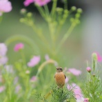カメラ大好きおやじの野鳥と自然風景フォトアルバム