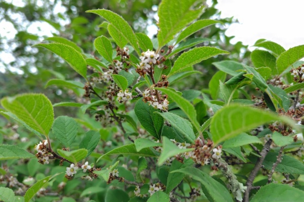 京都❤山里に暮らす - ニホンミツバチ