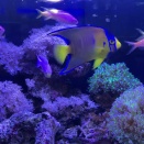 クイーンエンゼル、ハナダイ、ハナゴイ、チョウチョウウオ混泳水槽