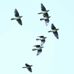 青色鳥撮り
