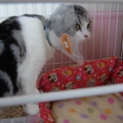 短い猫生だったナナの命日は25枚の写真で