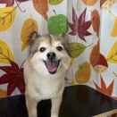 トリミングのお客様(17・18日)