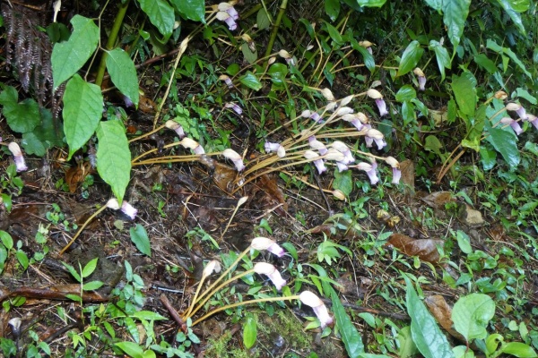 土佐料理 旬の鰹がゆく 高知の花