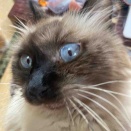 【秋に猫に気をつける事】