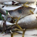 11月22日（土）晴　今日の釣果☆☆☆☆