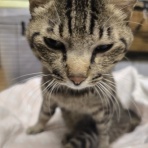 ワンちゃん☆ママン奮闘記