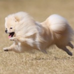 わんわんアイランド淡路島