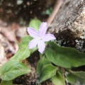 学能堂山の山芍薬とイナモリソウ