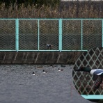 バイオリン（Fiddle)も鳥見も楽しいやん