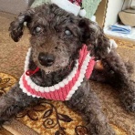 クリスマスシーズン🎄