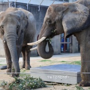 クリスマスリースのプレゼント　（２）