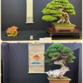 第45回　日本盆栽大観展に想う