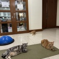 我が家のオス猫、つるみがち