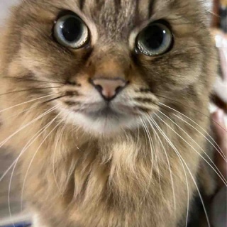 三度の飯＜犬と猫