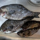 釣りに