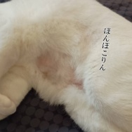 はじまる…と、ピンクのキューブ水中花つくりました。