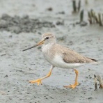 Tokyo_wildbirdpark_blog