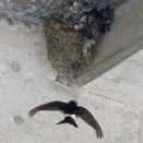 ヒメアマツバメ、ミサゴ　　　　　　　淀川