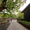 福岡／太宰府天満宮・寺田屋（梅ヶ枝餅）福岡県太宰府市