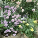 ＊迷って迷って決めたバラ&ビオラアイクルール