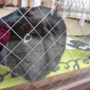 モーニング“牧草”