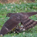 獲物を捕ったツミ（雀鷹）を撮る🦅📸（太田市）