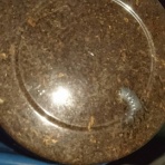 赤虎 カブクワブログ