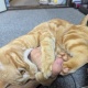 猫に監禁されてる