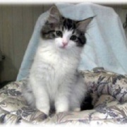 ネットで一目惚れしてすぐに会いに行った猫（21年前）