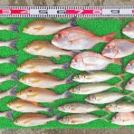 竹村貸舟店【高知県 浦ノ内湾～宇佐～須崎市横浪半島沖の船釣り】釣果情報 & ブログ