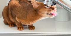 りすたんも、「チョロリのお水」に目覚める