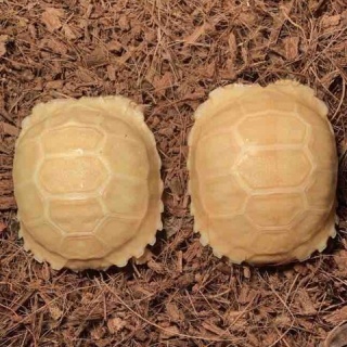 大型熱帯魚屋  ZEEBRA