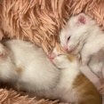 子猫のタイプと異変　20251019