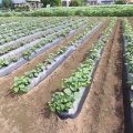 【生育状況】苗植え体験会でのさつまいもの苗が順調に育っています！